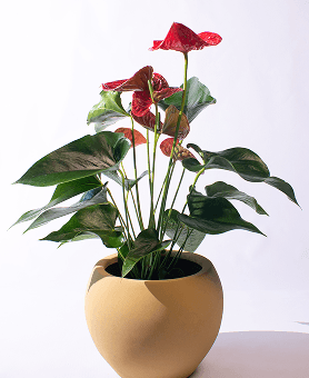 Կոմպլեկտ սոխուկով - LIPARI0030-100 / LIPARI 30 CM 8,5 LT / Tulipa, Narcissus